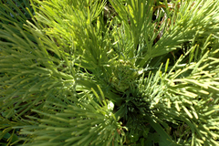 Aciphylla dieffenbachii