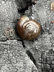 Helminthoglypta umbilicata