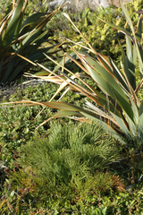 Aciphylla dieffenbachii