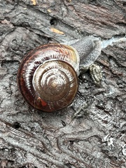 Helminthoglypta umbilicata