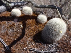 Mammillaria densispina