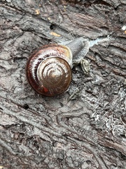 Helminthoglypta umbilicata