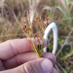 Rhynchospora odorata