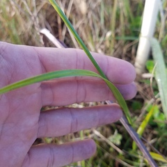 Rhynchospora odorata