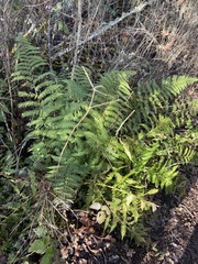 Dryopteris arguta