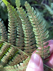 Dryopteris arguta