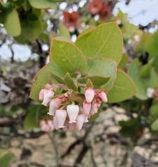 Arctostaphylos pallida