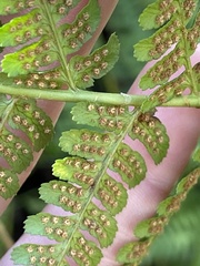 Dryopteris arguta