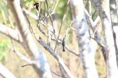 Passerina leclancherii