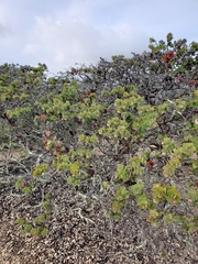 Arctostaphylos pallida