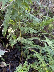 Dryopteris arguta