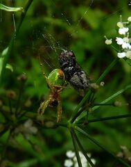 Araniella cucurbitina