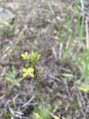 Sisymbrium altissimum