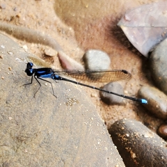 Argia indicatrix