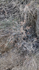 Eriogonum wrightii nodosum