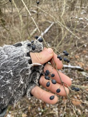 Ligustrum obtusifolium