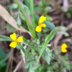 Tagetes triradiata
