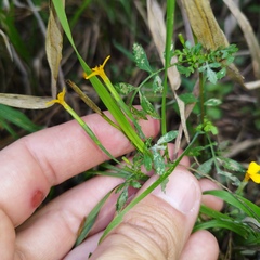 Tagetes triradiata