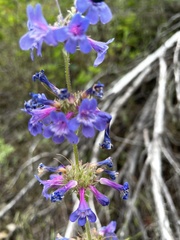 Penstemon pruinosus