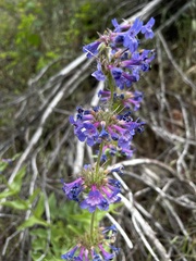 Penstemon pruinosus