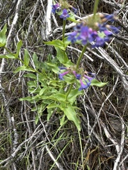 Penstemon pruinosus