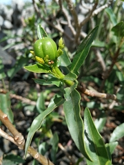 Jatropha capensis