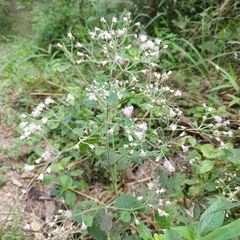 Peteravenia schultzii