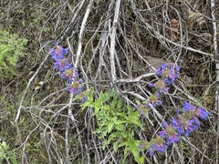 Penstemon pruinosus