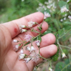 Peteravenia schultzii