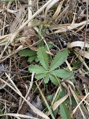 Potentilla recta