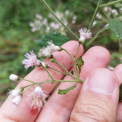 Peteravenia schultzii