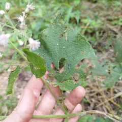 Peteravenia schultzii