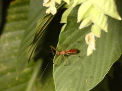 Harpactorinae