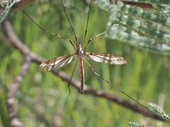 Ptilogyna gracilis