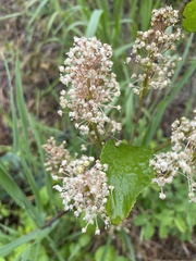 Ceanothus sanguineus
