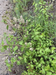 Ceanothus sanguineus