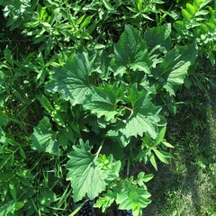 Arnoglossum atriplicifolium