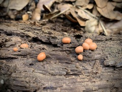 Lycogala epidendrum