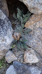 Myriopteris parryi