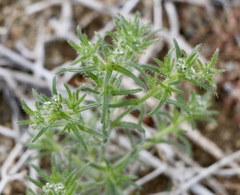 Cryptantha maritima maritima