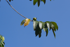 Juglans neotropica