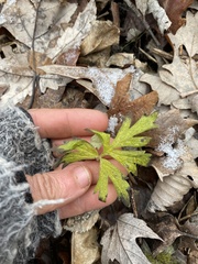 Anemone cylindrica