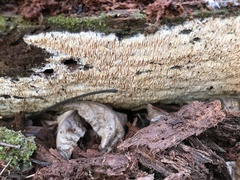 Wrightoporia austrosinensis
