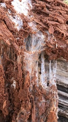 Wrightoporia austrosinensis