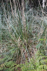 Austroderia splendens