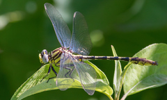 Phanogomphus militaris