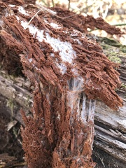 Wrightoporia austrosinensis