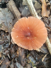 Marasmius plicatulus