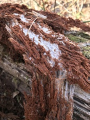 Wrightoporia austrosinensis