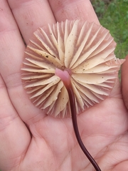 Marasmius plicatulus